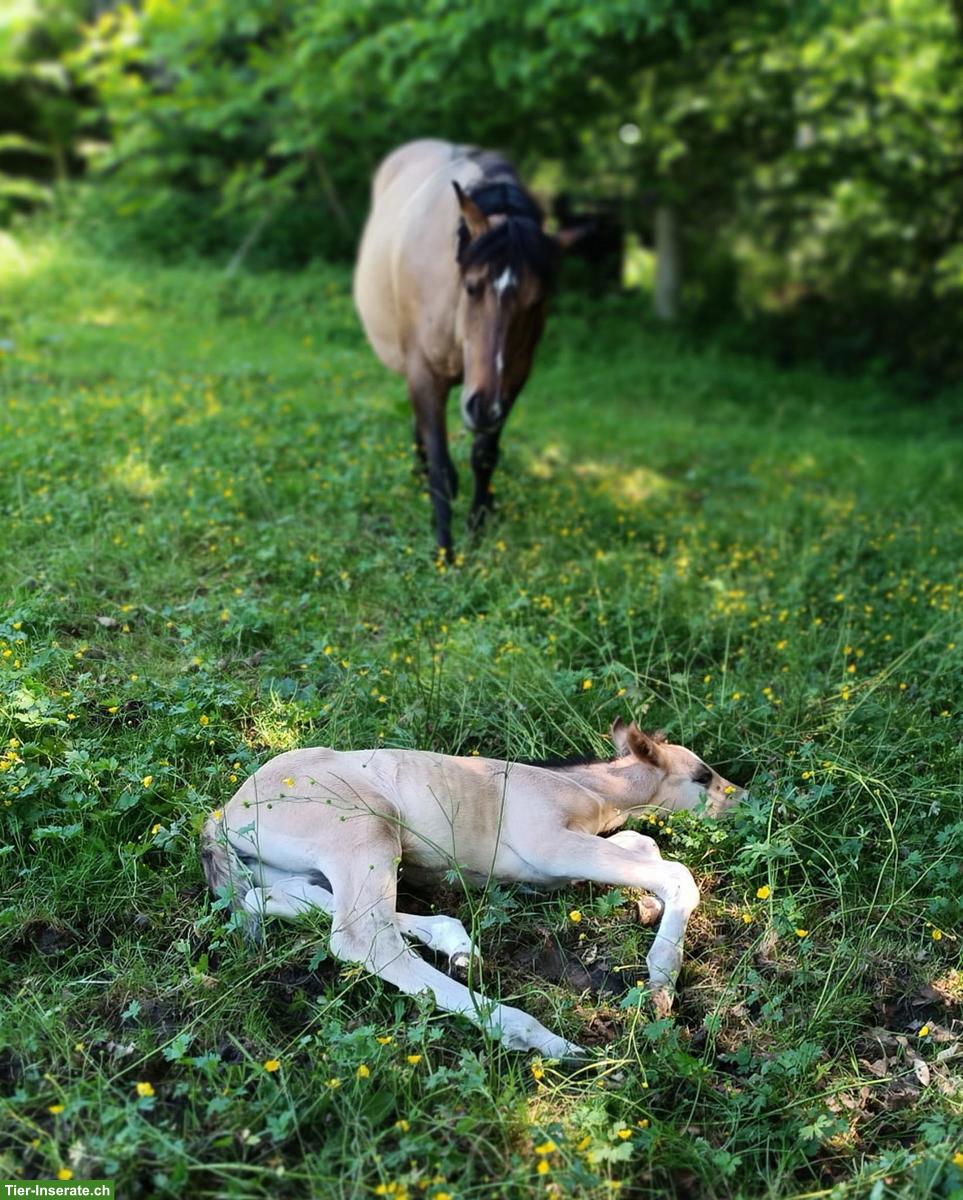 Bild 4: Offenstallplatz frei mit Stalldienst in Himmelried SO