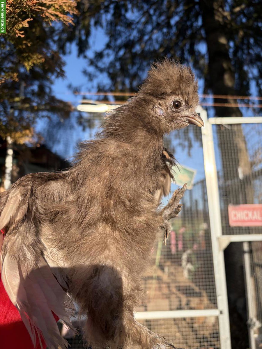 US Silkie Hennen zu verkaufen