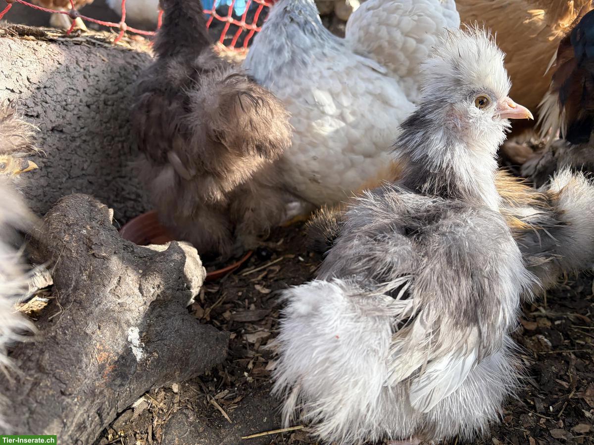 Bild 3: US Silkie Hennen zu verkaufen