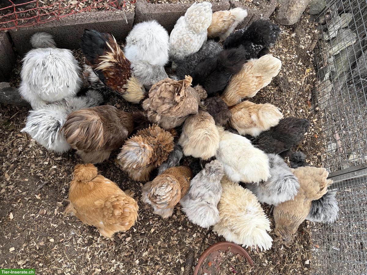 Bild 4: US Silkie Hennen zu verkaufen