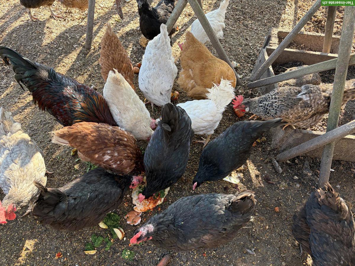 10 Hennen: Marans, Mix & Legehühner, am liebsten zusammen