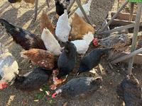 10 Hennen: Marans, Mix & Legehühner, am liebsten zusammen