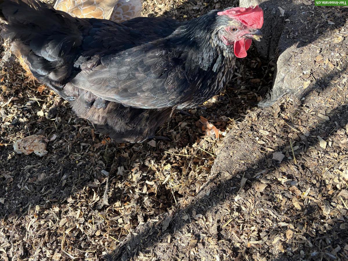 Bild 2: 10 Hennen: Marans, Mix & Legehühner, am liebsten zusammen