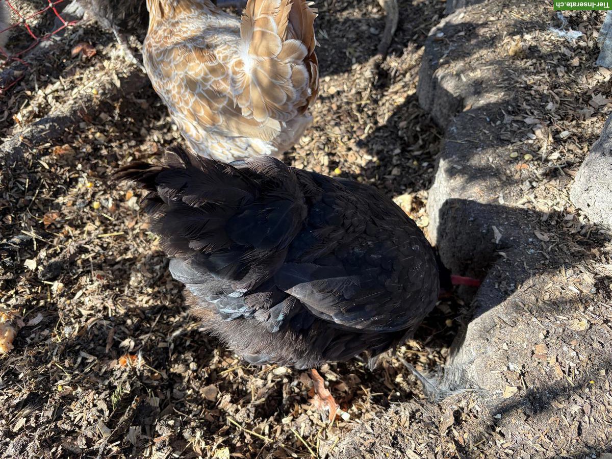 Bild 3: 10 Hennen: Marans, Mix & Legehühner, am liebsten zusammen