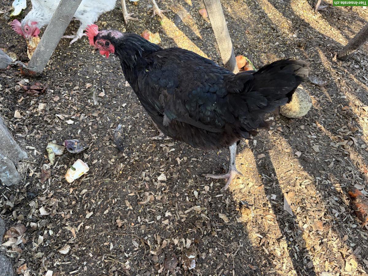 Bild 4: 10 Hennen: Marans, Mix & Legehühner, am liebsten zusammen