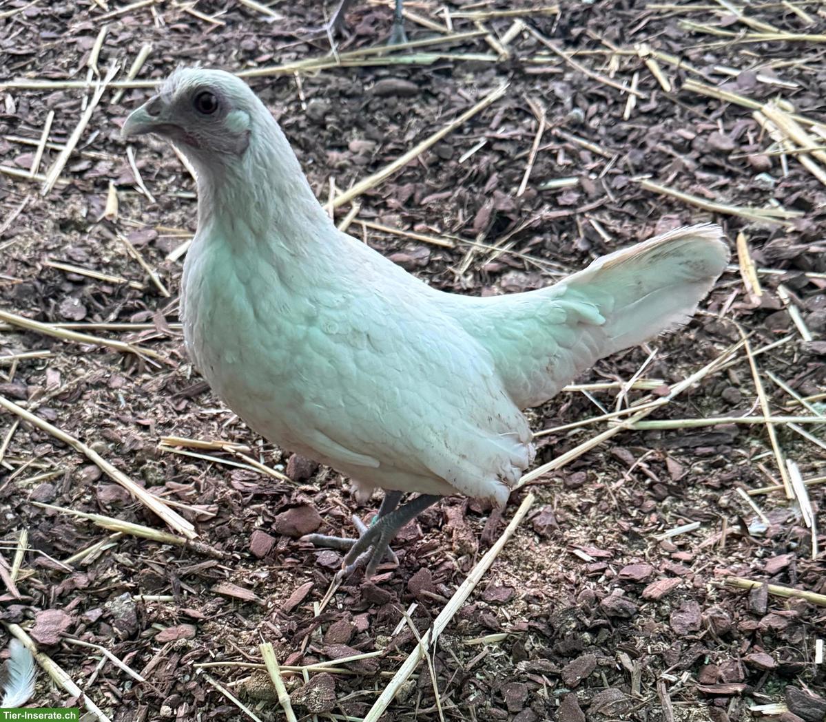 Sebright Hennen creme zu verkaufen