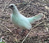 Sebright Hennen creme