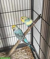 Junge Wellensittiche inkl. grosse Voliere