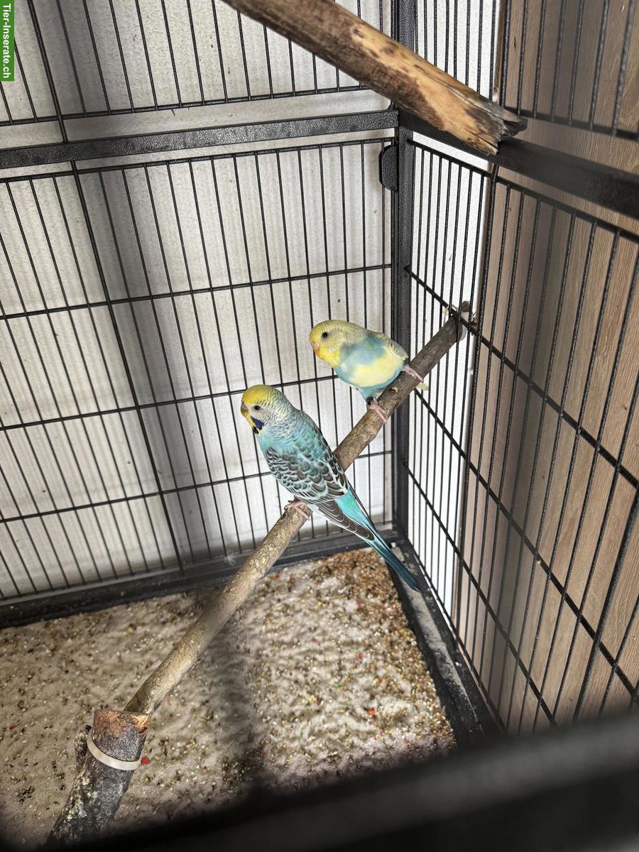 Bild 2: Junge Wellensittiche inkl. grosse Voliere