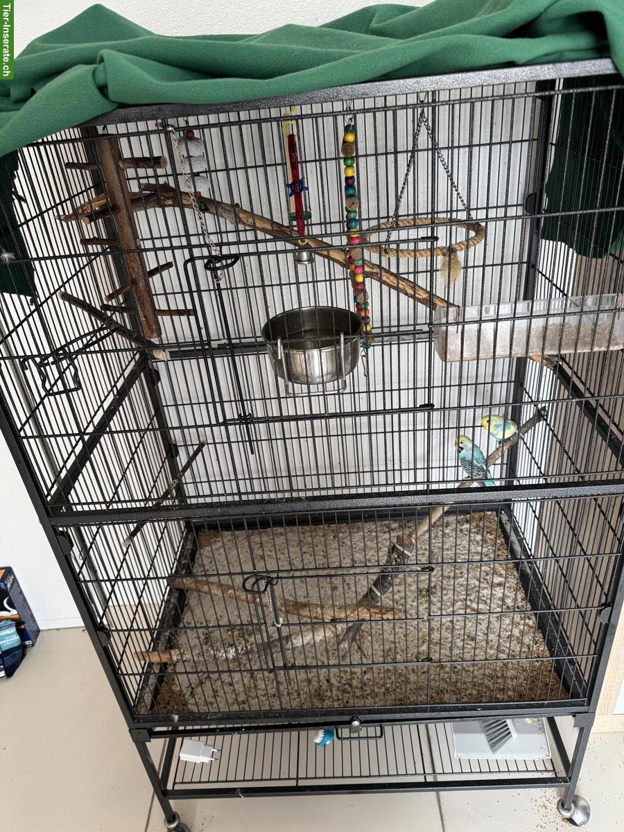 Bild 4: Junge Wellensittiche inkl. grosse Voliere