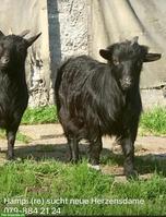 Zwergziegen Weibchen gesucht