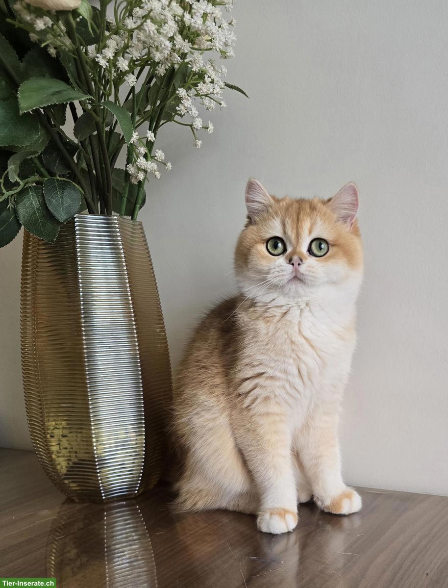 Reinrassige BKH Katze suchen neues Zuhause