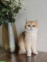 Reinrassige BKH Katze suchen neues Zuhause