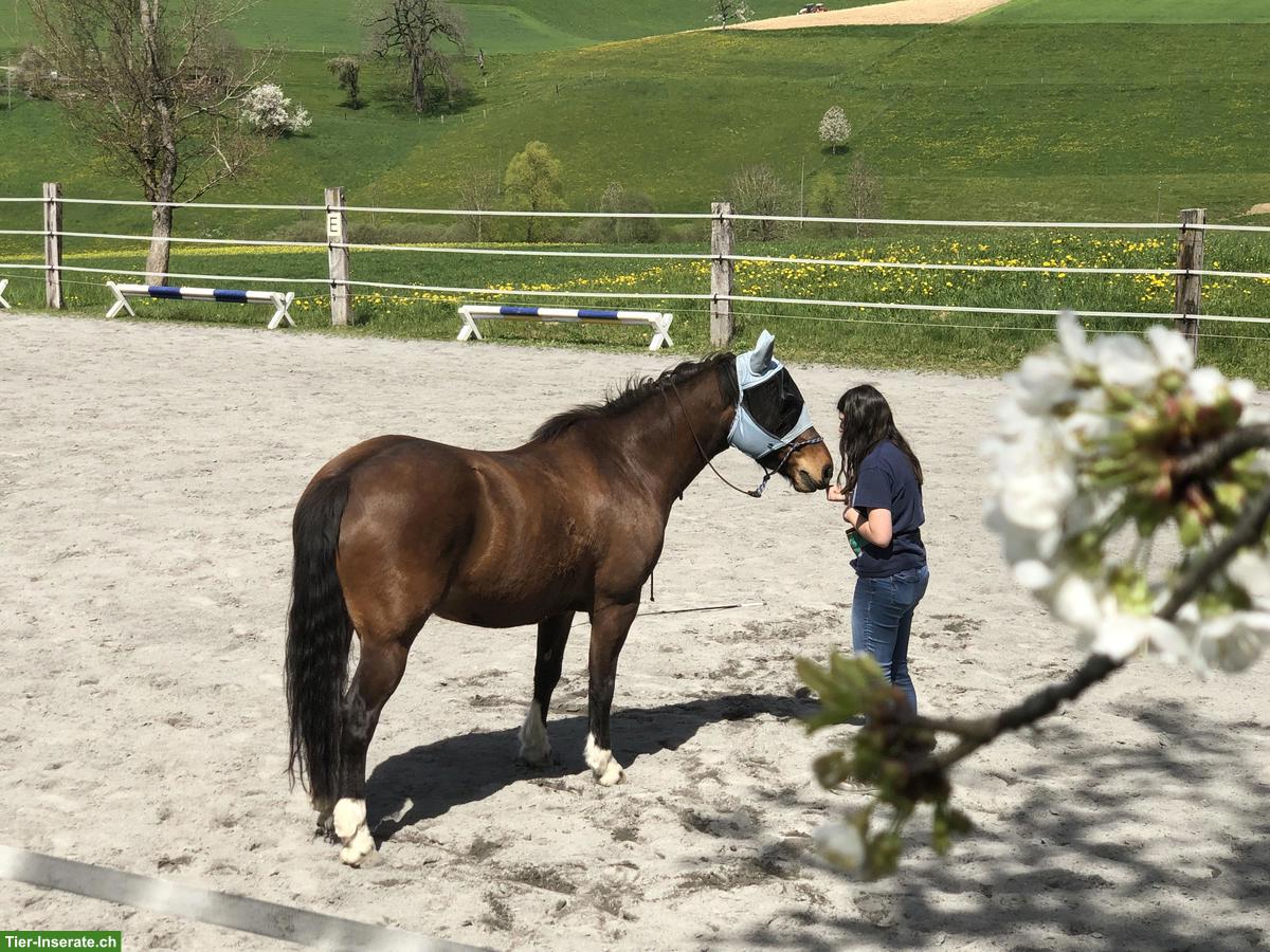 Privater Reitunterricht für Einsteiger/Anfänger