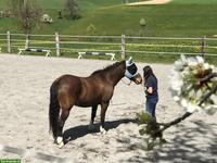 Privater Reitunterricht für Einsteiger/Anfänger