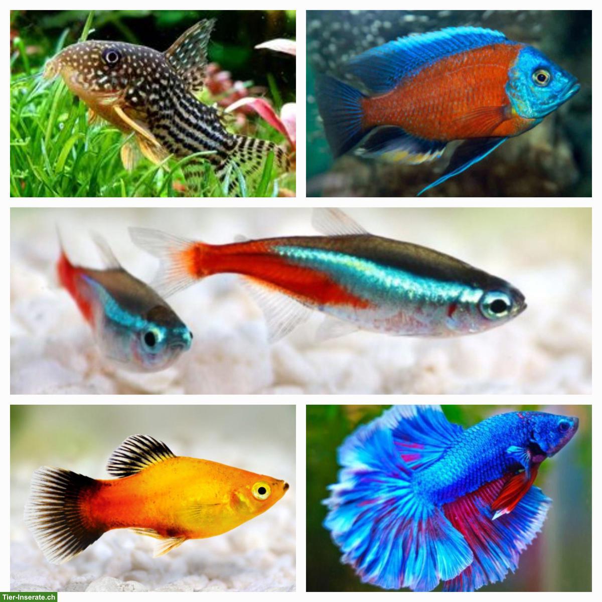 Seeländische Zierfisch & Reptilien - Börse