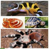 Seeländische Reptilien & Zierfisch - Börse