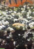 Antennenwelse, Blau & Gold (albino), zu verkaufen