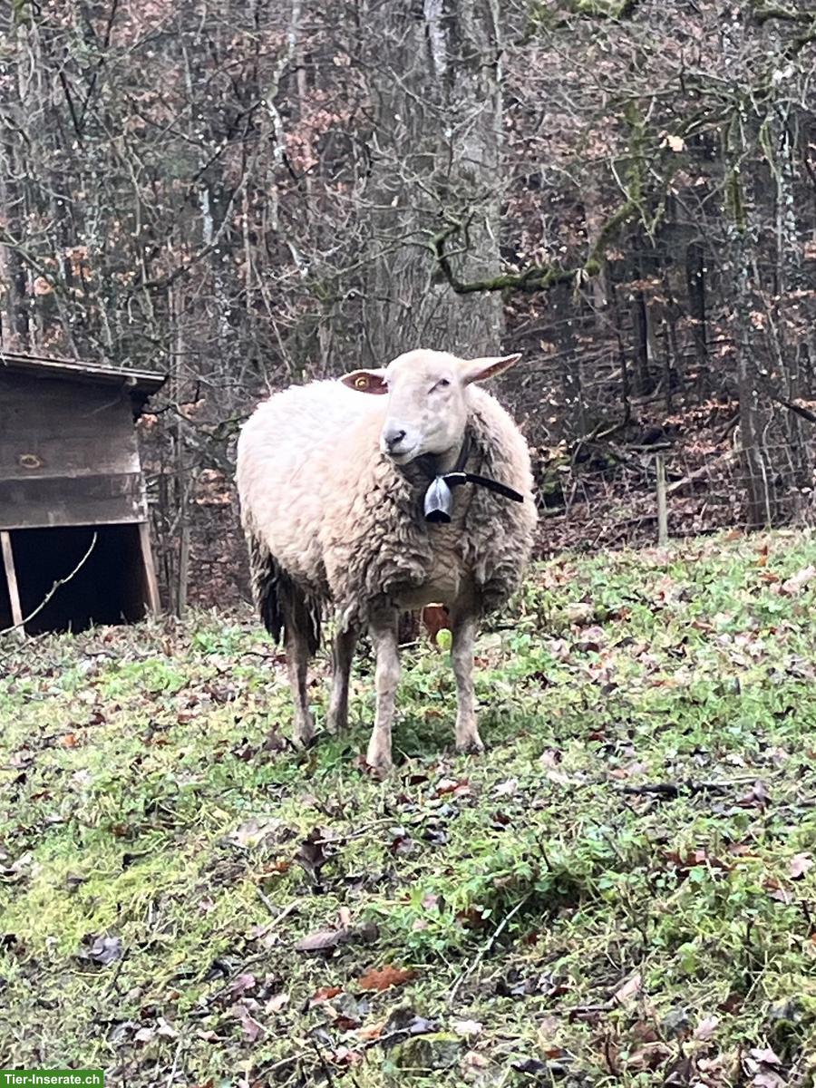 Bergschaf Aue zu verkaufen