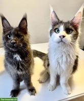 Maine Coon Kater & Katze, gross und wunderschön, aus Zucht