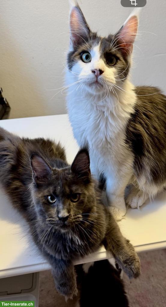Bild 2: Maine Coon Kater & Katze, gross und wunderschön, aus Zucht