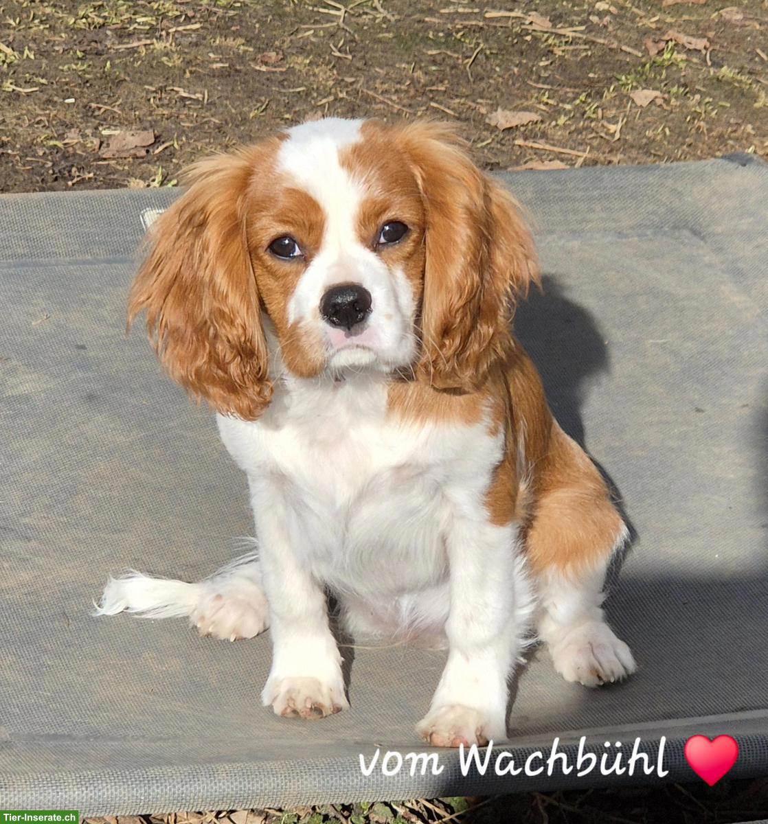 Wunderschöne Cavalier King Charles Spaniel Junghündin