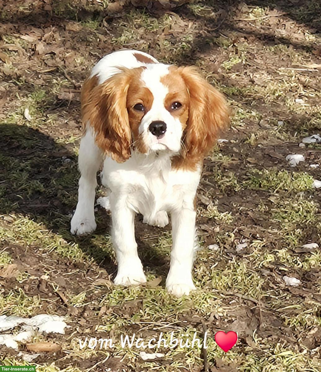 Bild 2: Wunderschöne Cavalier King Charles Spaniel Junghündin