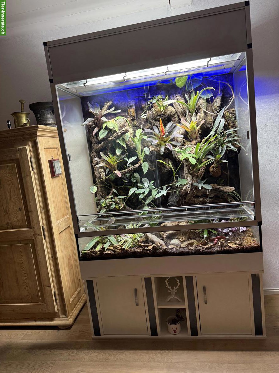 Bild 2: Paludarium / Terrarium komplett mit integrierter Technik