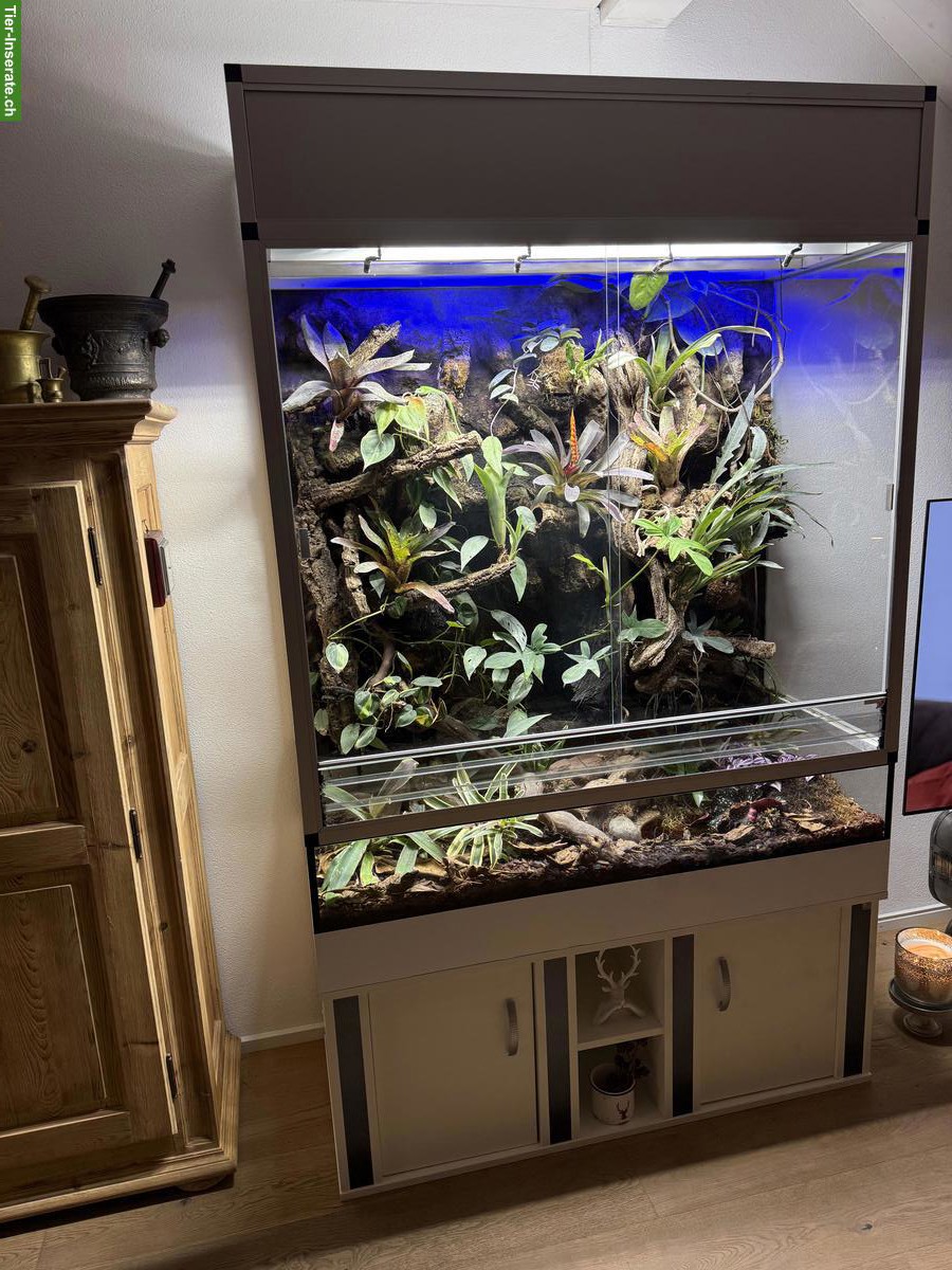 Bild 3: Paludarium / Terrarium komplett mit integrierter Technik