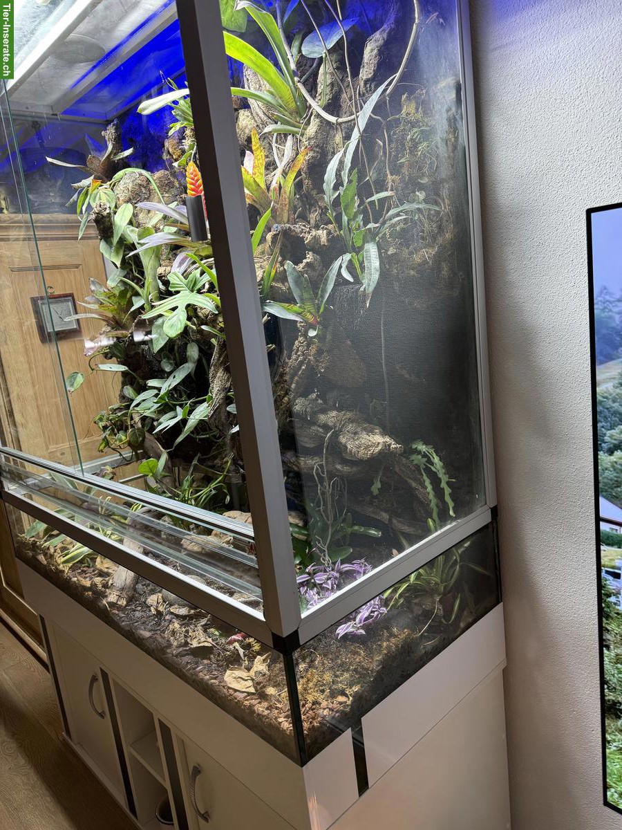 Bild 4: Paludarium / Terrarium komplett mit integrierter Technik