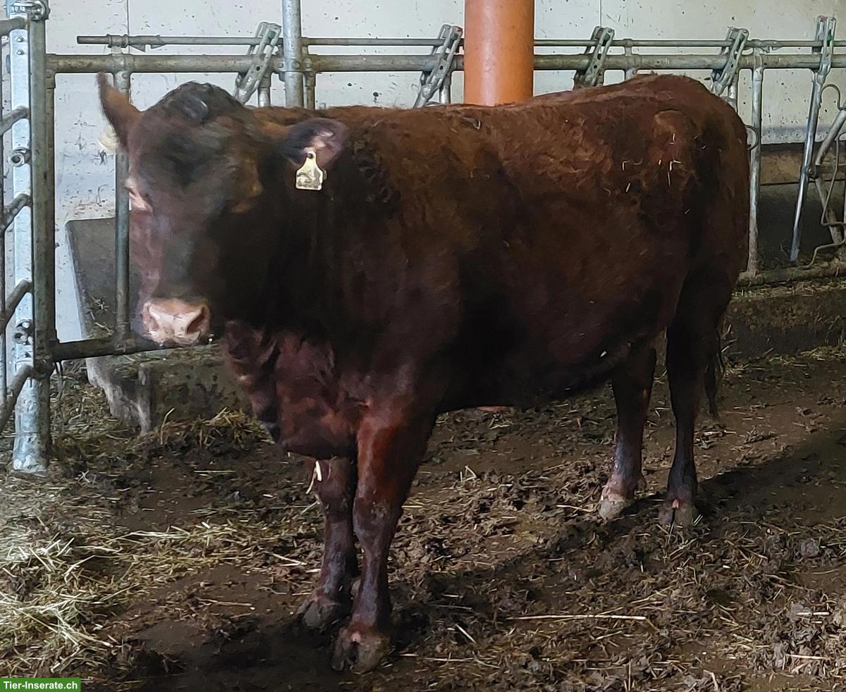 2x Kühe Dexter Mischling zu verkaufen