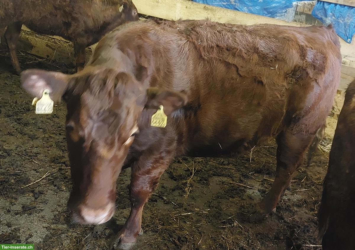 Bild 2: 2x Kühe Dexter Mischling zu verkaufen