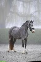 Wunderschöne Welsh Ponystute 1.23cm