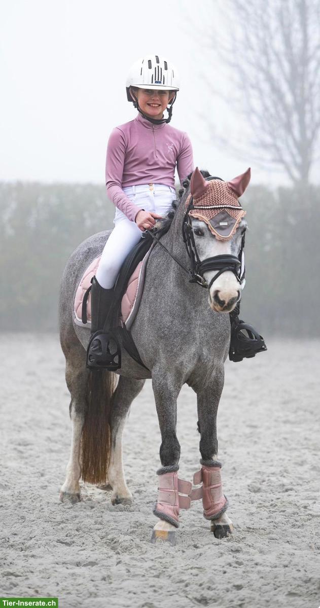 Bild 2: Wunderschöne Welsh Ponystute 1.23cm