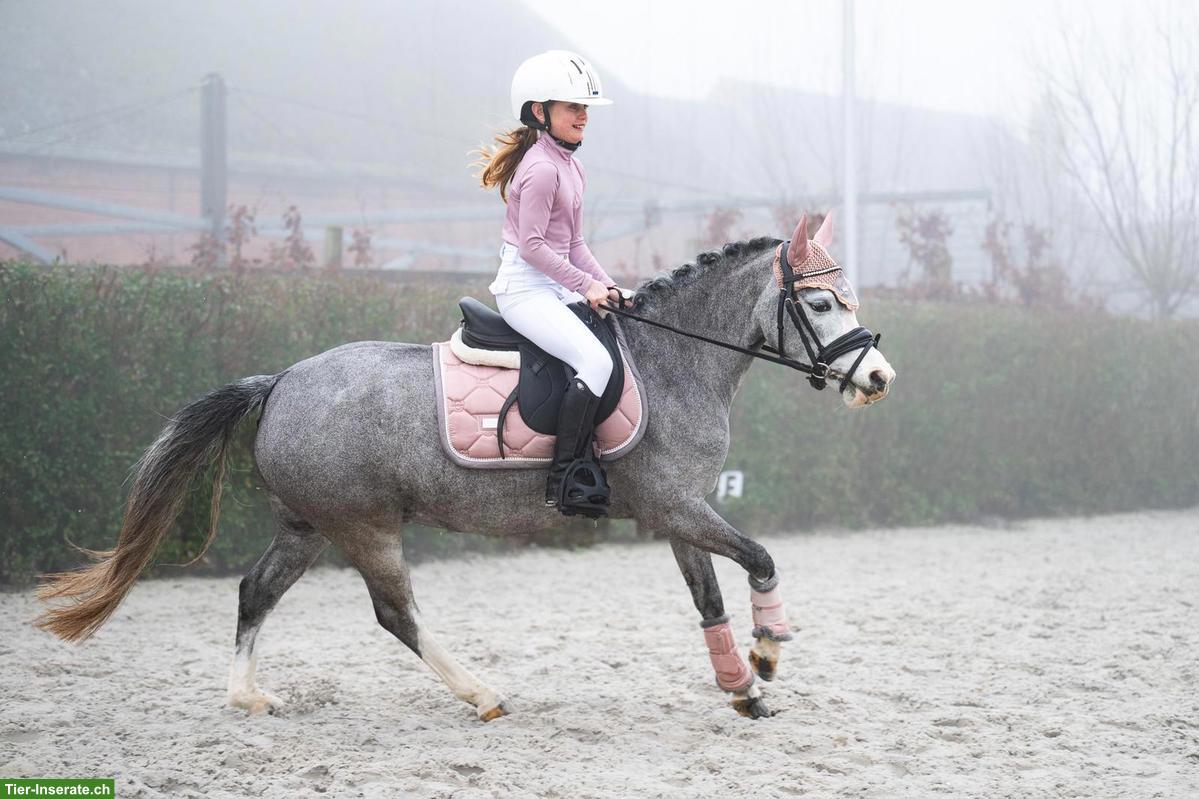 Bild 3: Wunderschöne Welsh Ponystute 1.23cm