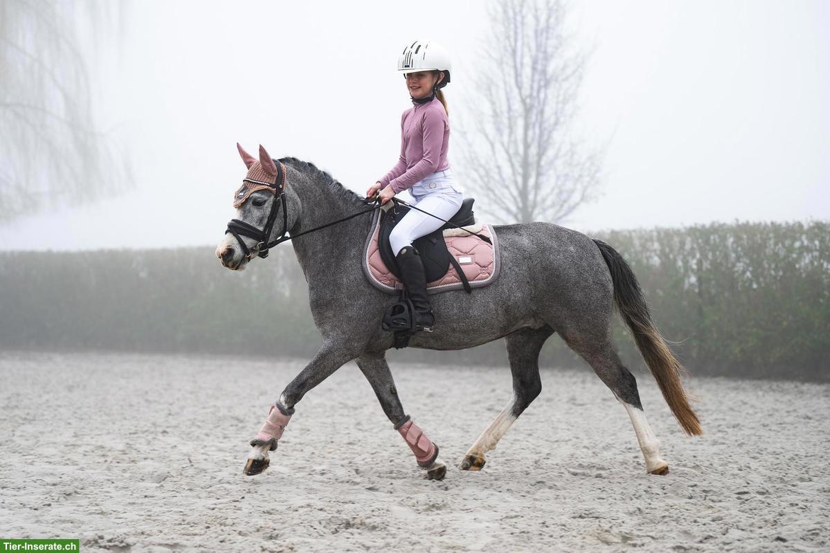 Bild 4: Wunderschöne Welsh Ponystute 1.23cm