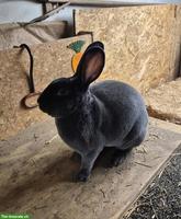 Blau Rex Kaninchen zu verkaufen
