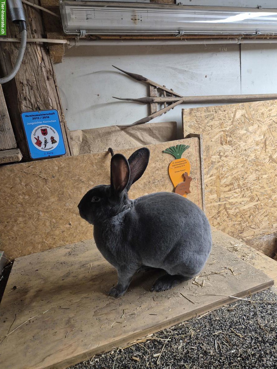 Bild 2: Blau Rex Kaninchen zu verkaufen