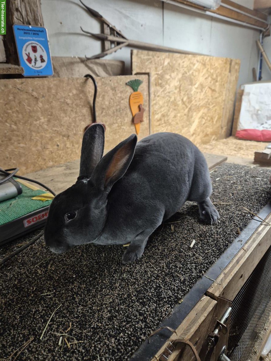 Bild 3: Blau Rex Kaninchen zu verkaufen