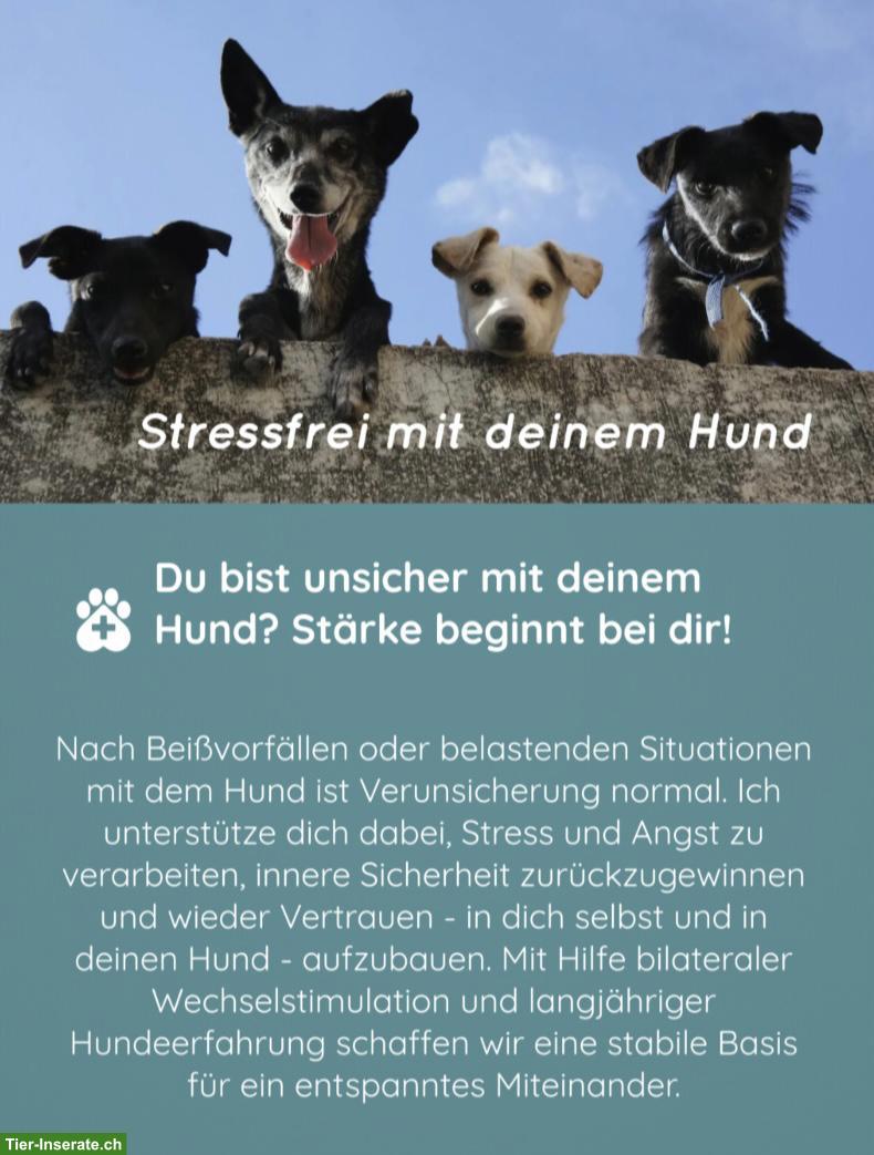 Stressmangement für Hundehalter