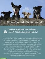 Stressmangement für Hundehalter