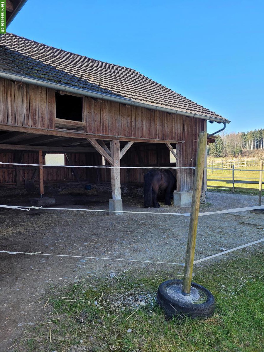 Offenstallplatz in Neukirch an der Thur TG