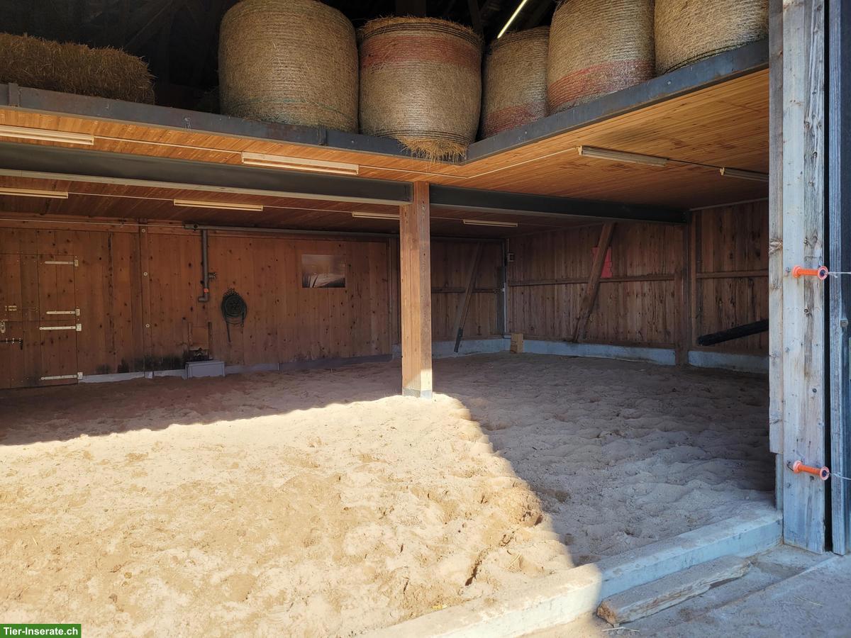 Bild 4: Offenstallplatz in Neukirch an der Thur TG