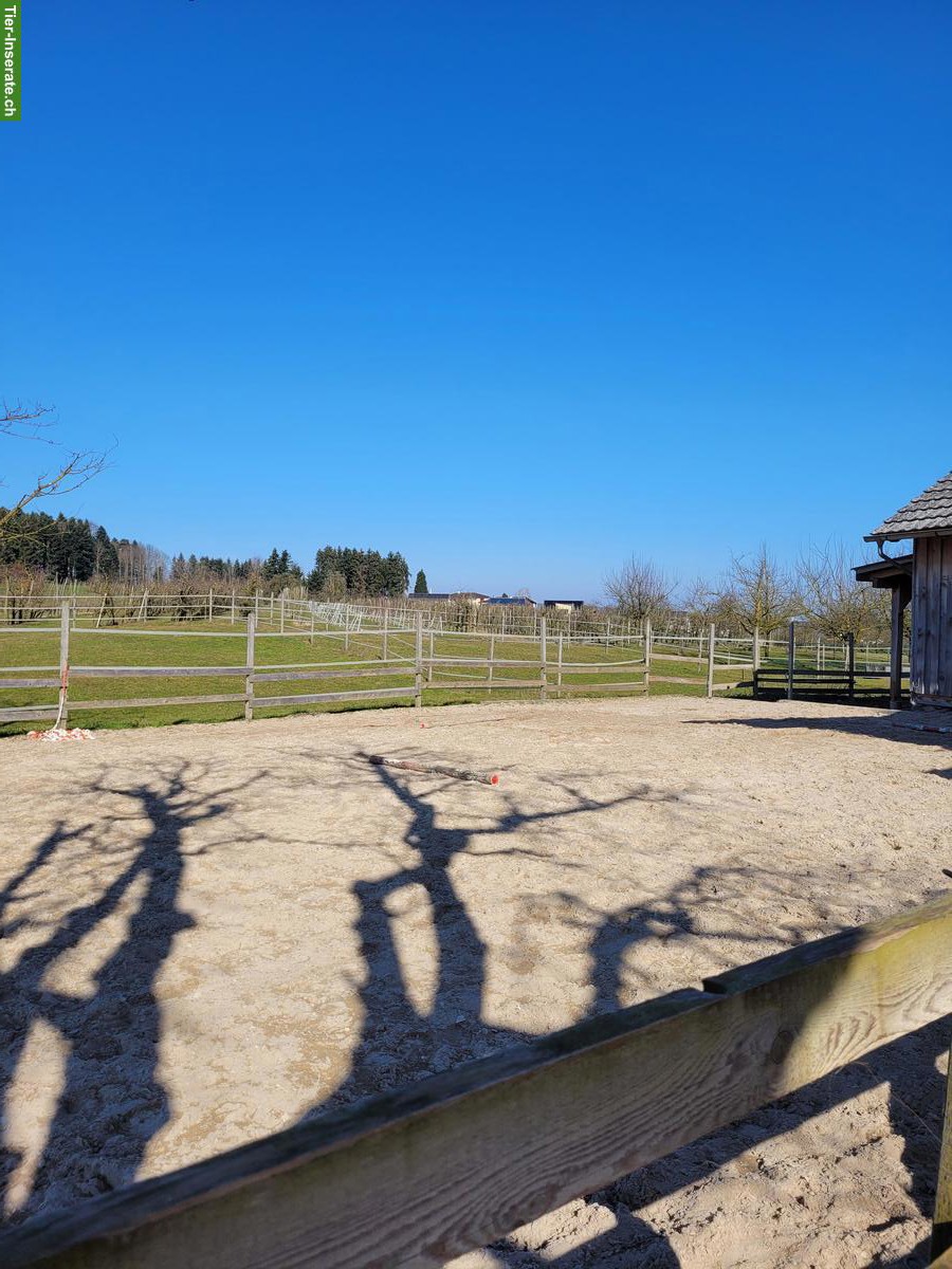 Bild 5: Offenstallplatz in Neukirch an der Thur TG