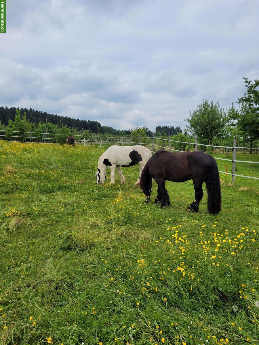 Bild 6: Offenstallplatz in Neukirch an der Thur TG