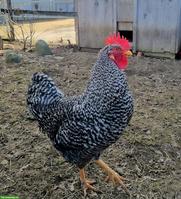 Junger Sperber-Hahn, sehr zahm, gratis