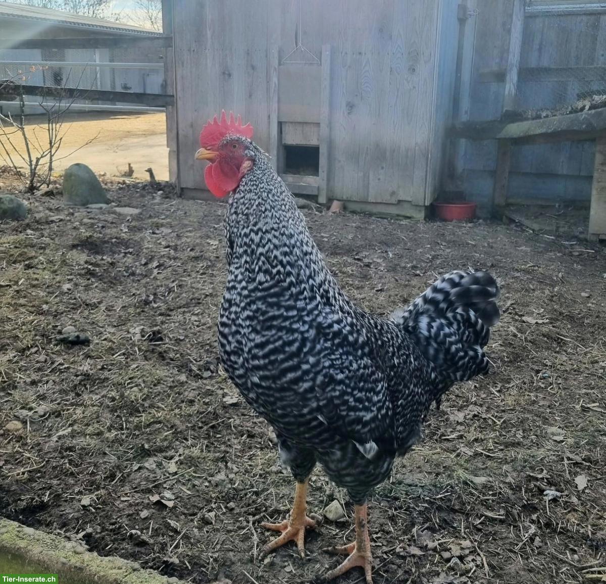 Bild 2: Junger Sperber-Hahn, sehr zahm, gratis