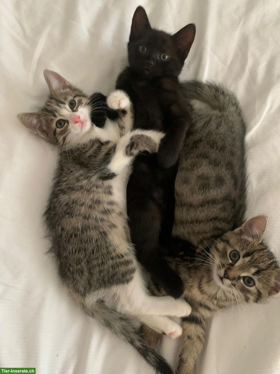 5 süsse Kitten suchen liebevolles Zuhause