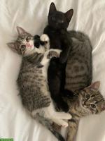 5 süsse Kitten suchen liebevolles Zuhause