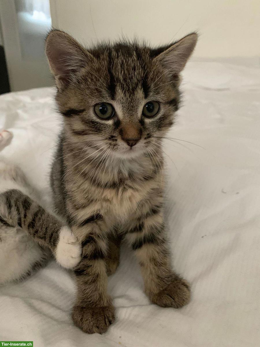 Bild 2: 5 süsse Kitten suchen liebevolles Zuhause